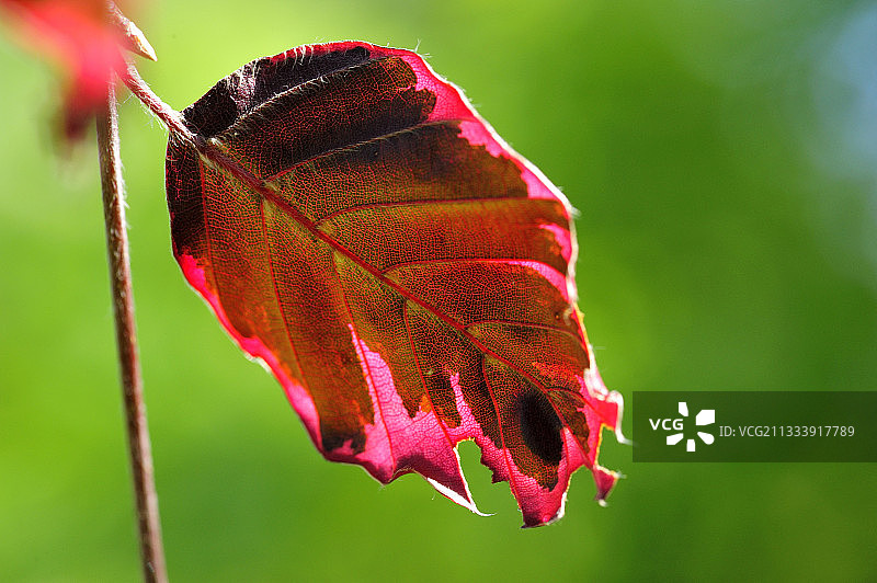 法国勃艮第的欧洲三色山毛榉树叶图片素材