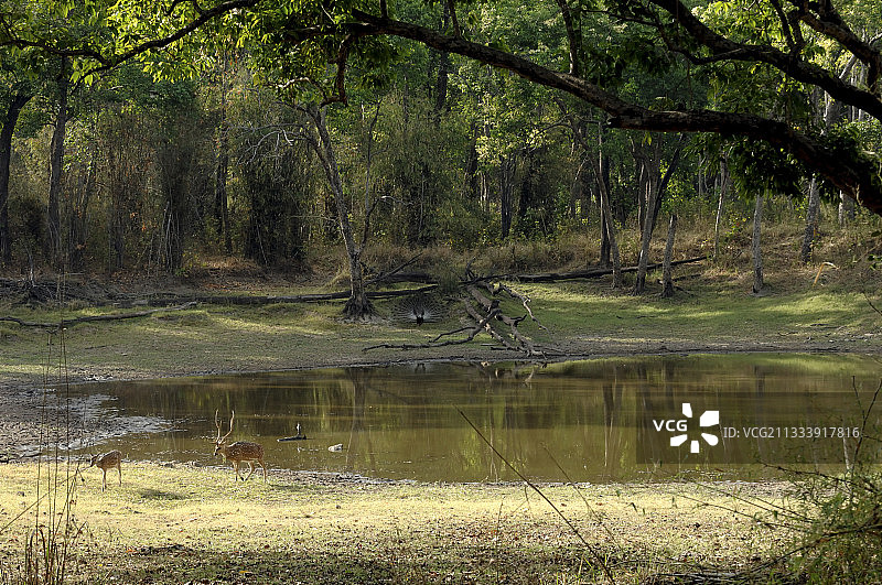 坎哈国家公园印度池塘周围的动物图片素材