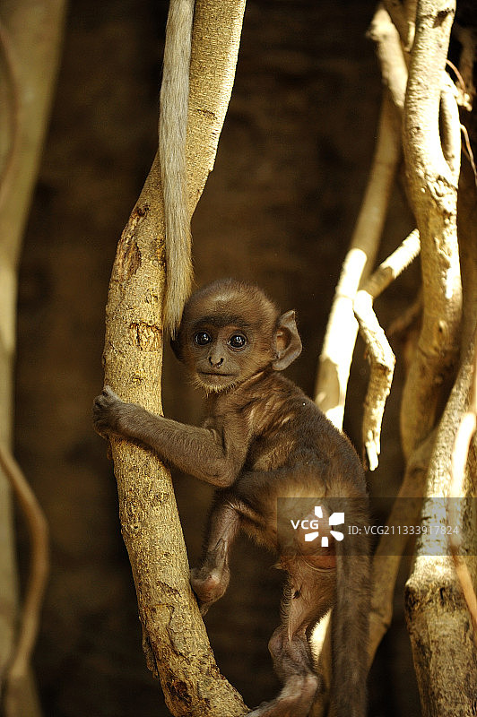 印度坎哈国家公园的幼年哈努曼叶猴图片素材