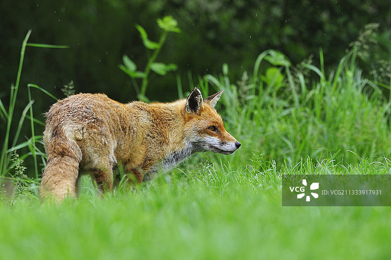 英格兰春日林间空地中的红狐图片素材