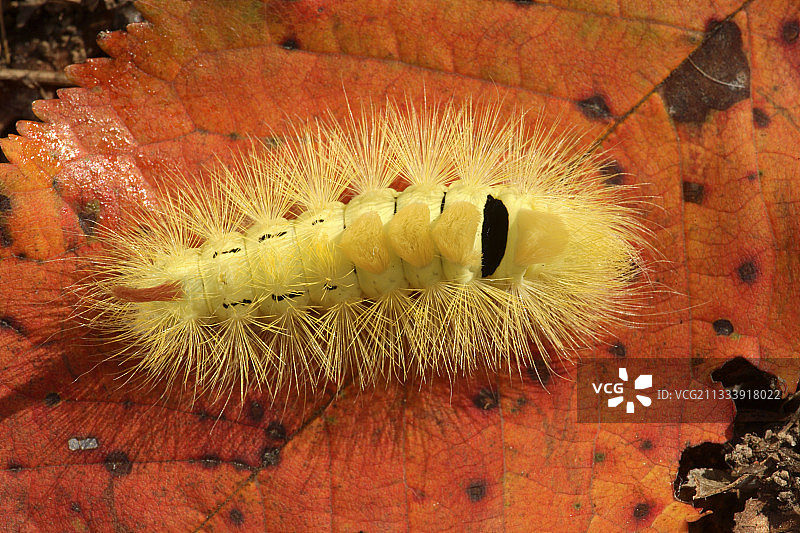 淡褐色苔藓蛾图片素材