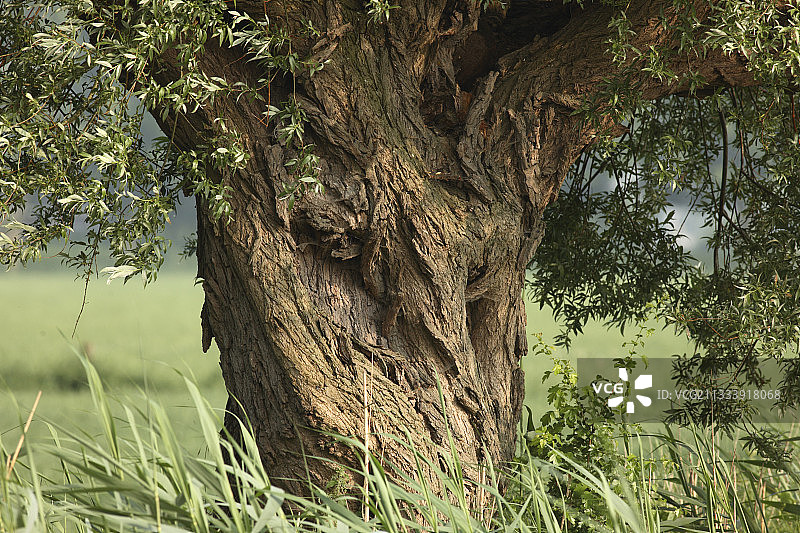 蝌蚪柳树图片素材