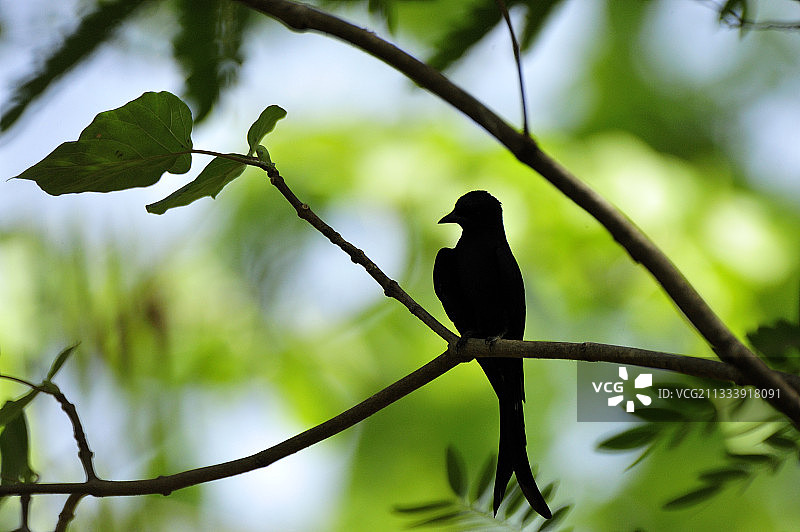 印度班达迦国家公园的黑头黄鹂图片素材