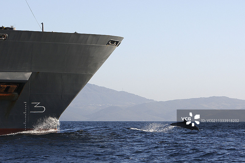 直布罗陀海峡的宽吻海豚和货物图片素材