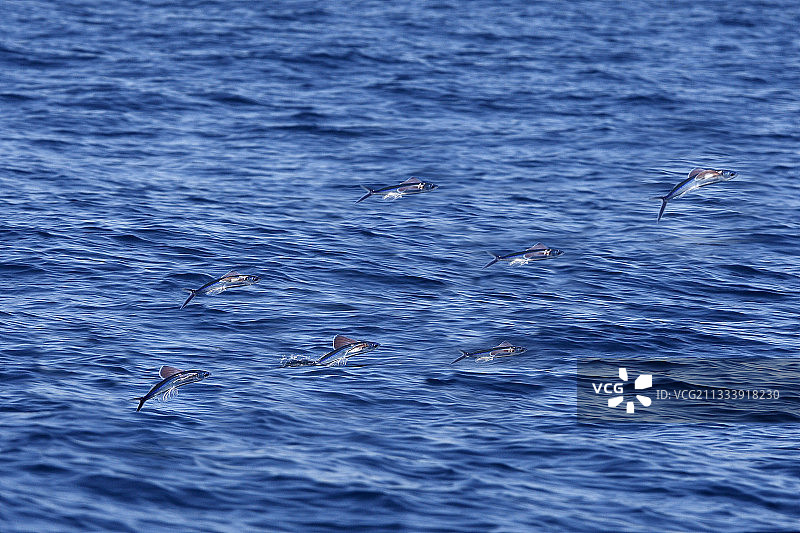 直布罗陀海峡的热带双翼飞鱼图片素材