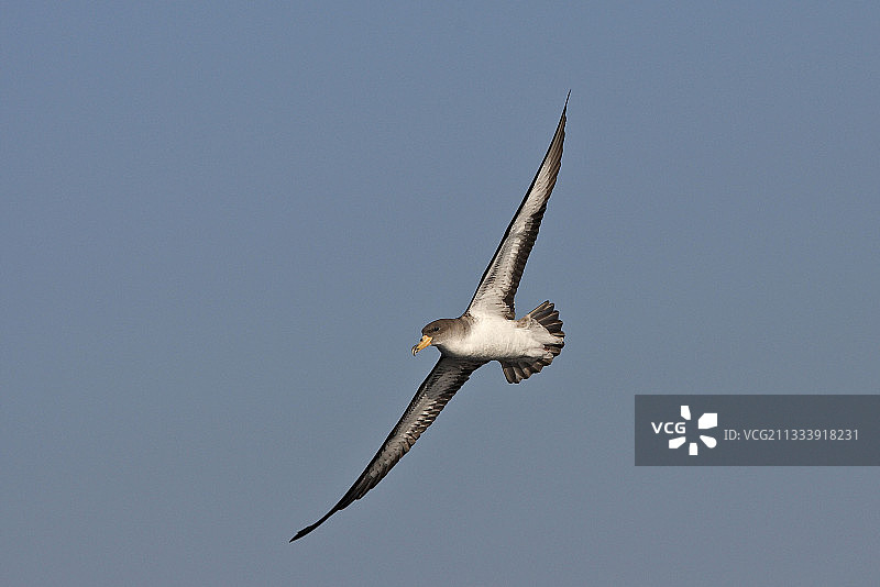 直布罗陀海峡的鹱鸟图片素材