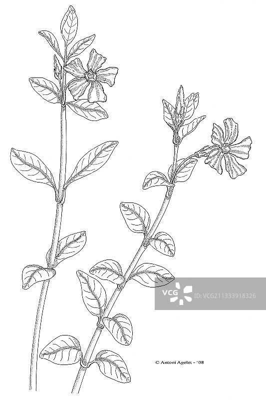 小蔓长春花印度墨水画图片素材