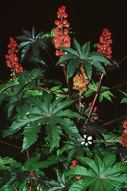 科尔布山脉地区，加罗查区域图片素材