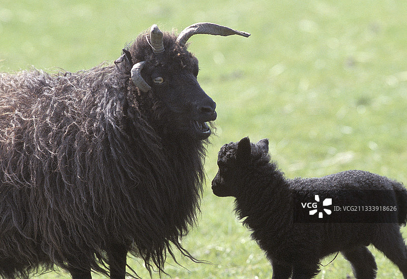 赫布里底绵羊，外赫布里底群岛图片素材