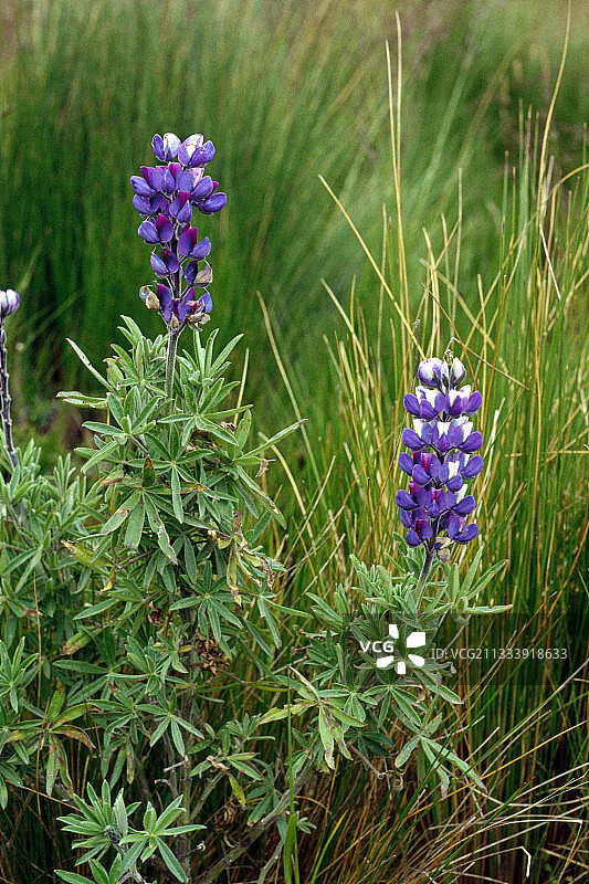 瓜瓜皮钦查火山图片素材