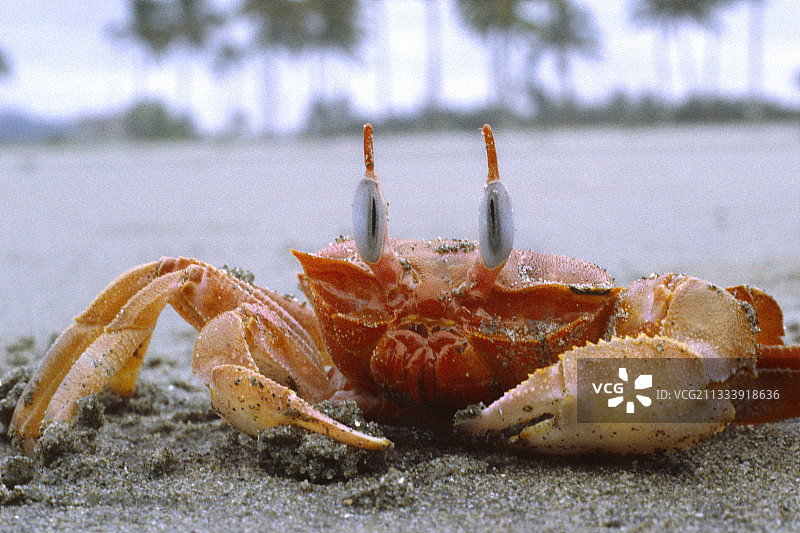 穆伊斯内海滩上的幽灵蟹肖像，厄瓜多尔图片素材