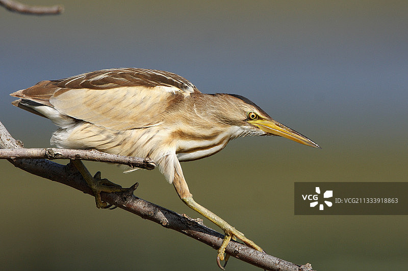 在希腊克尔基尼被淹森林中行走的小麻鳽图片素材
