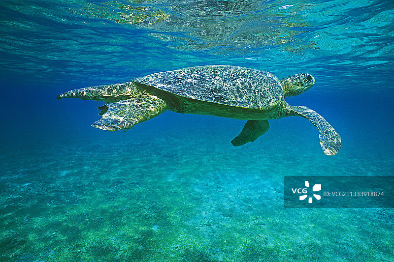 马约特岛印度洋的绿海龟图片素材