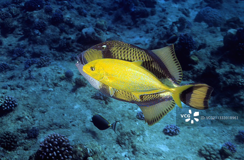 地点：桑加奈卜图片素材