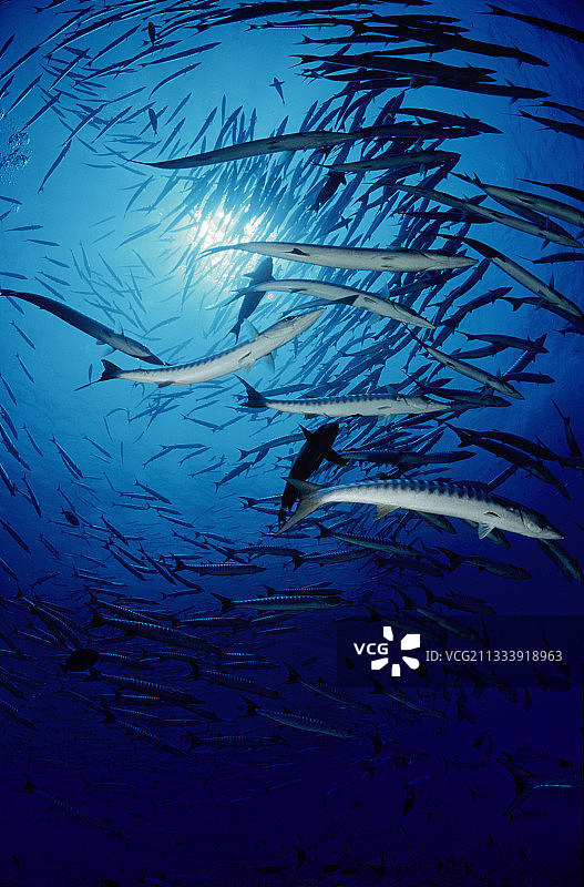 地点：桑加奈卜图片素材