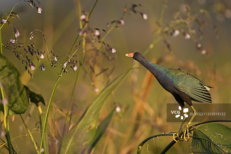 紫水鸡，帕洛维德国家公园，哥斯达黎加图片素材