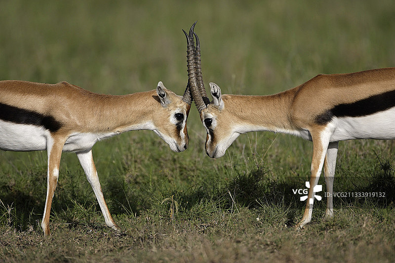 雄性汤氏瞪羚在肯尼亚纳库鲁国家公园争斗图片素材