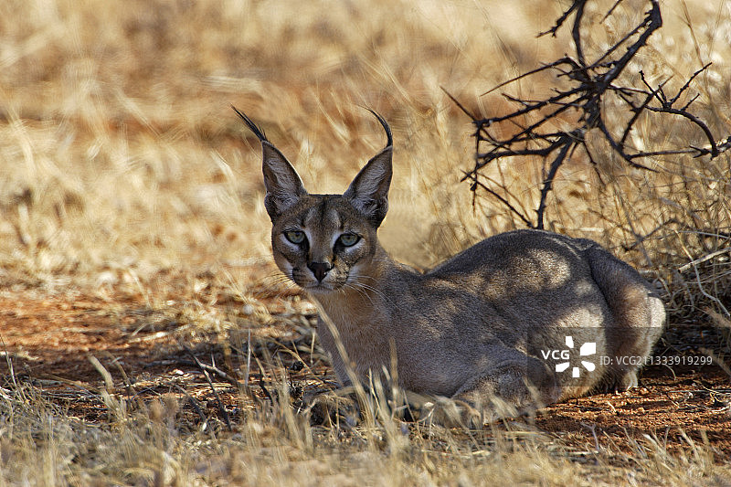 肯尼亚桑布鲁国家公园的狞猫图片素材