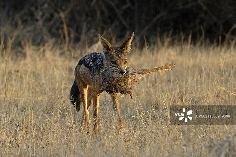 肯尼亚桑布鲁国家公园的黑背豺图片素材