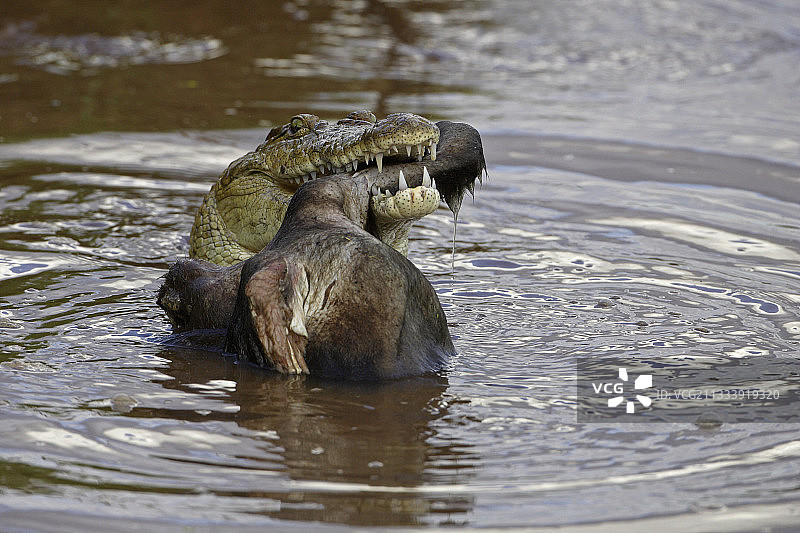 尼罗鳄捕食猴子，肯尼亚桑布鲁国家公园图片素材