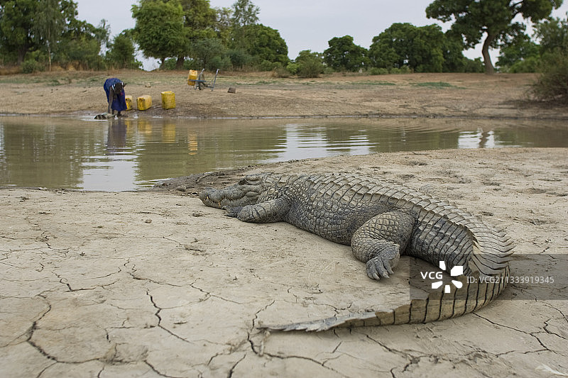 巴祖莱水池中的鳄鱼：被当地村民视为神圣的动物崇拜图片素材