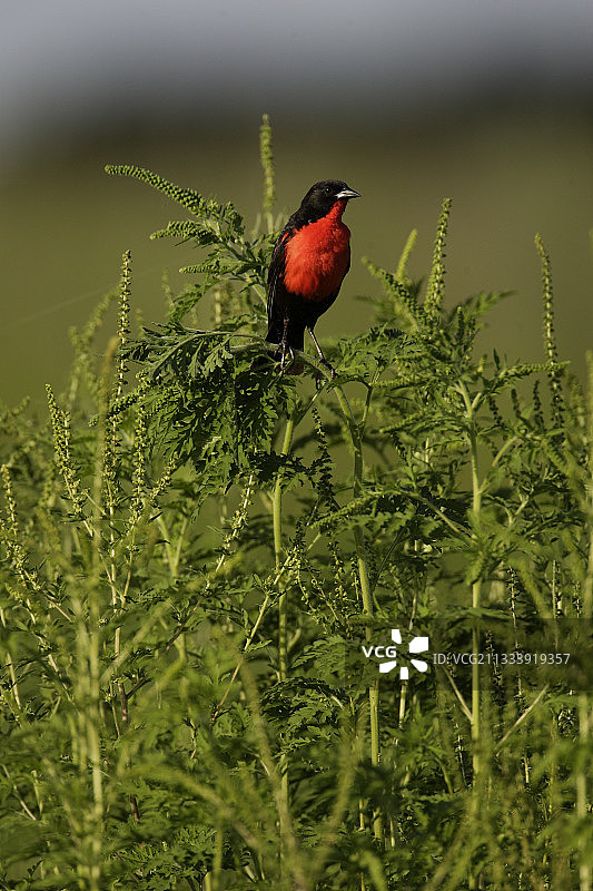 委内瑞拉亚诺斯红胸黑鹂图片素材