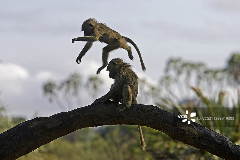 幼年阿努比斯狒狒在肯尼亚桑布鲁国家公园玩耍图片素材