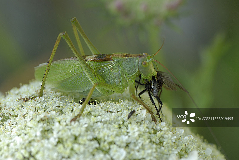 绿蚱蜢在花上吞噬苍蝇图片素材