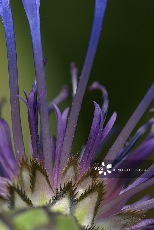 阿尔卑斯山脉多年生矢车菊花苞和花瓣特写图片素材