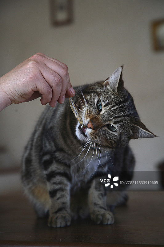 授予猫的奖项图片素材