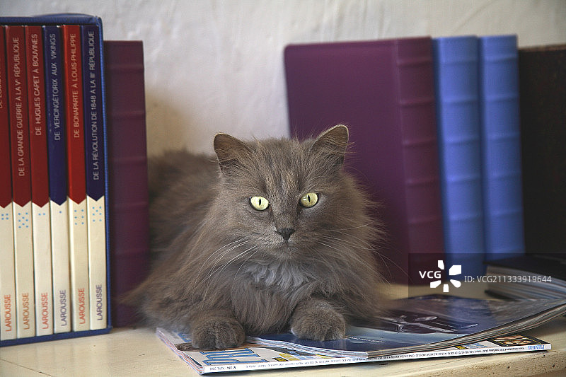 书桌上趴着的猫图片素材