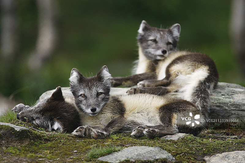 休息中的北极狐，挪威图片素材