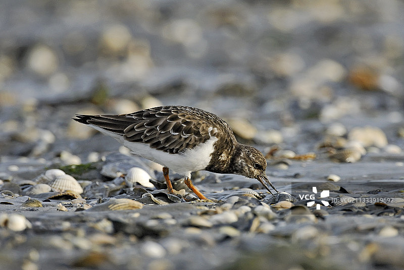 在法国觅食的翻石鹬图片素材