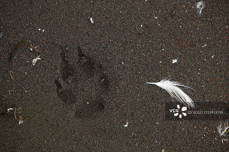 冰岛黑色泥土上的北极狐脚印图片素材