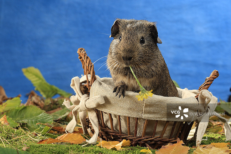 家养豚鼠在篮子里吃花图片素材