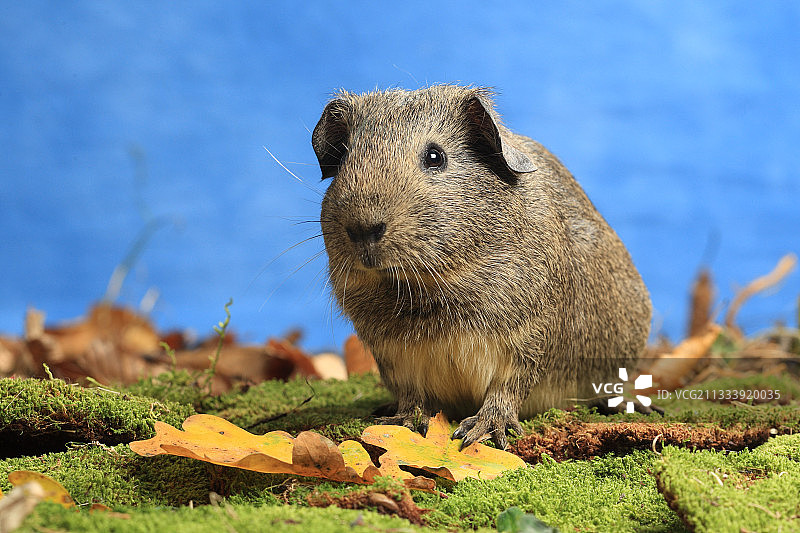 影棚装饰中的家养豚鼠图片素材
