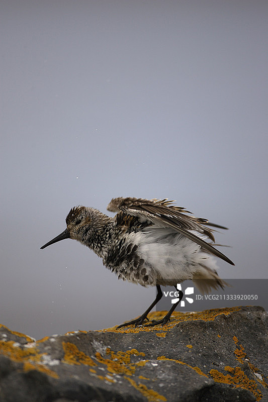 岩石上的红腹滨鹬图片素材