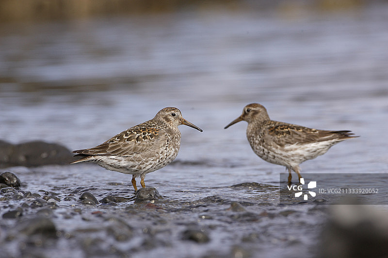 岩石海岸上的紫鹬图片素材