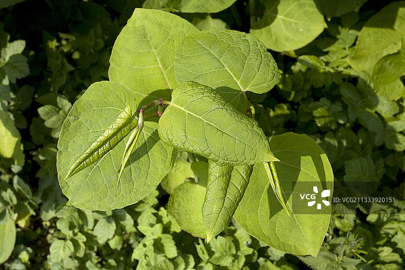 圣布里厄法国附近的萨哈林虎杖的树叶图片素材