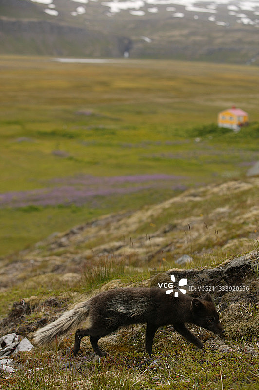 冰岛苔原上觅食的北极狐图片素材