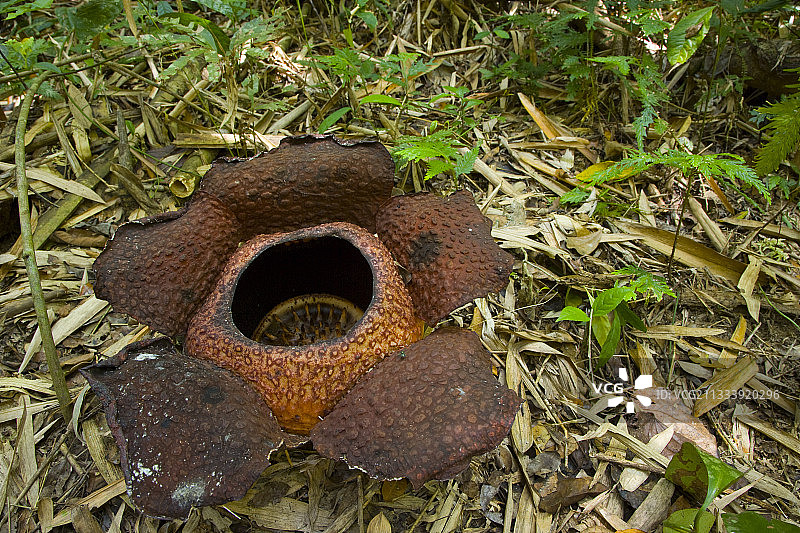 马来西亚基纳巴卢山国家公园的大王花图片素材
