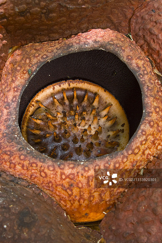 马来西亚基纳巴卢山国家公园的大王花图片素材