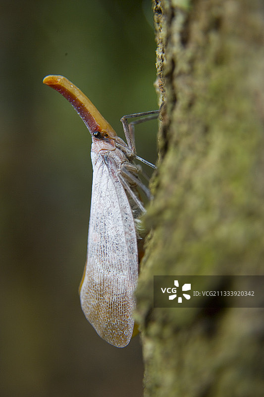 京那巴鲁山国家公园树皮上的飞蛾图片素材