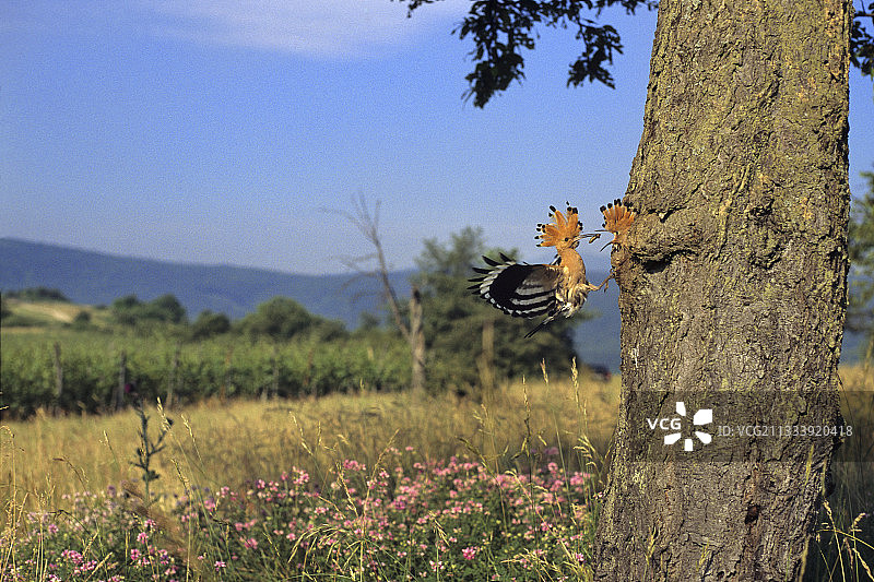 戴胜鸟在法国树干中喂食幼鸟图片素材