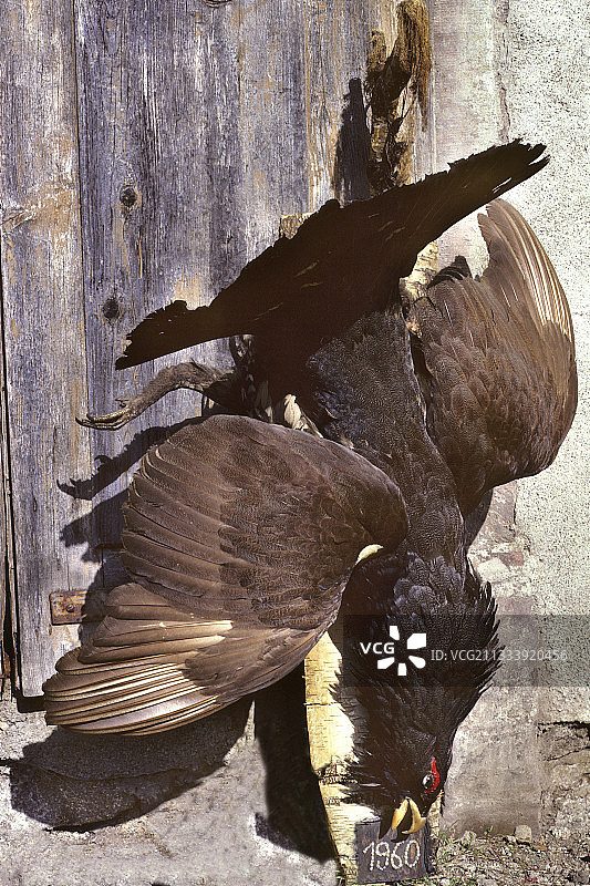 法国上莱茵省雄性西方松鸡标本图片素材