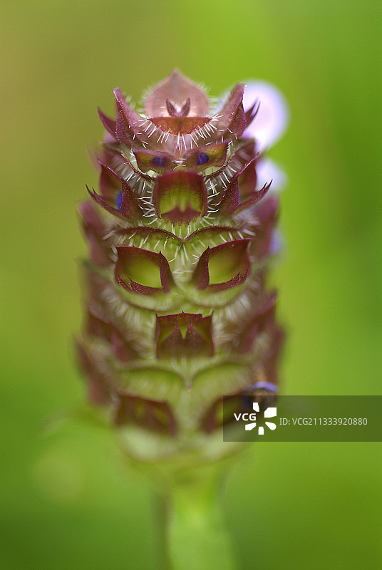 草原上的夏枯草图片素材