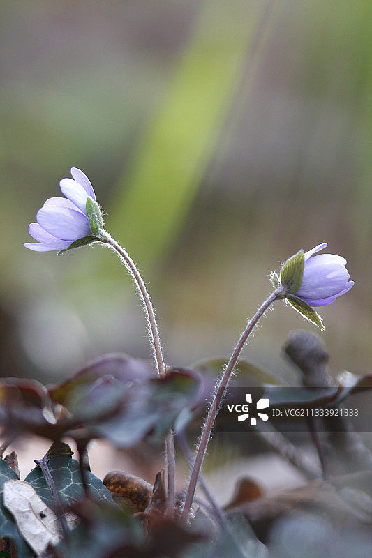 常春藤中的顶冰花，法国奥贝奈图片素材