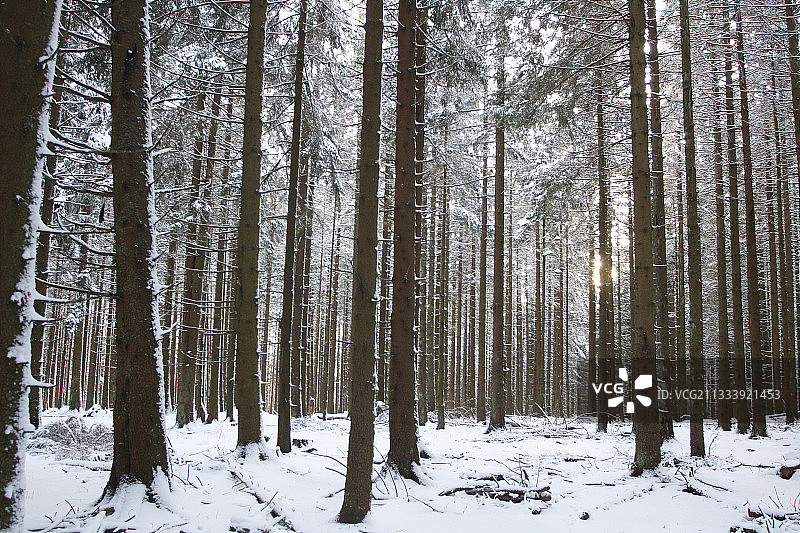法国孚日山脉云杉种植园的雪地灌木图片素材