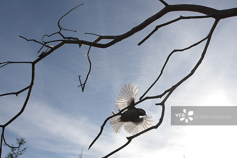 煤山雀从法国孚日省的树枝上飞走图片素材