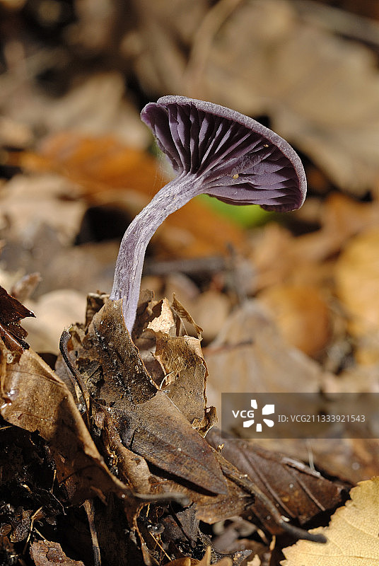 枯叶中的紫色蘑菇图片素材